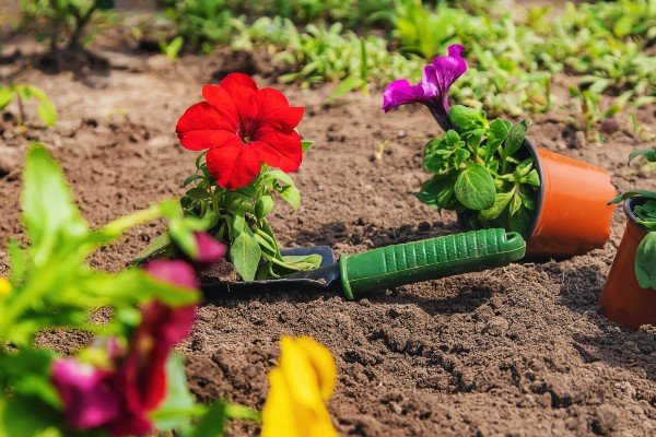 The Joys and Benefits of Terrace Gardening