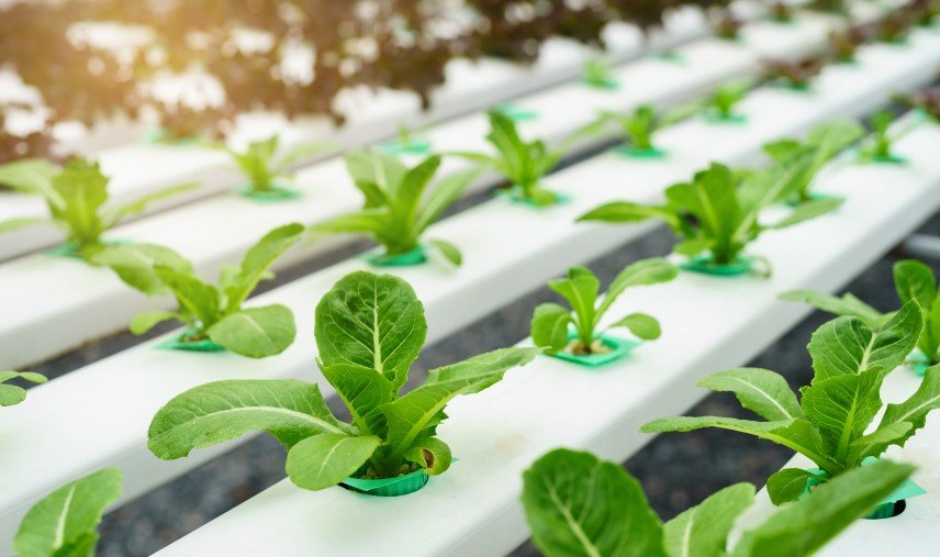 Hydroponic Solutions